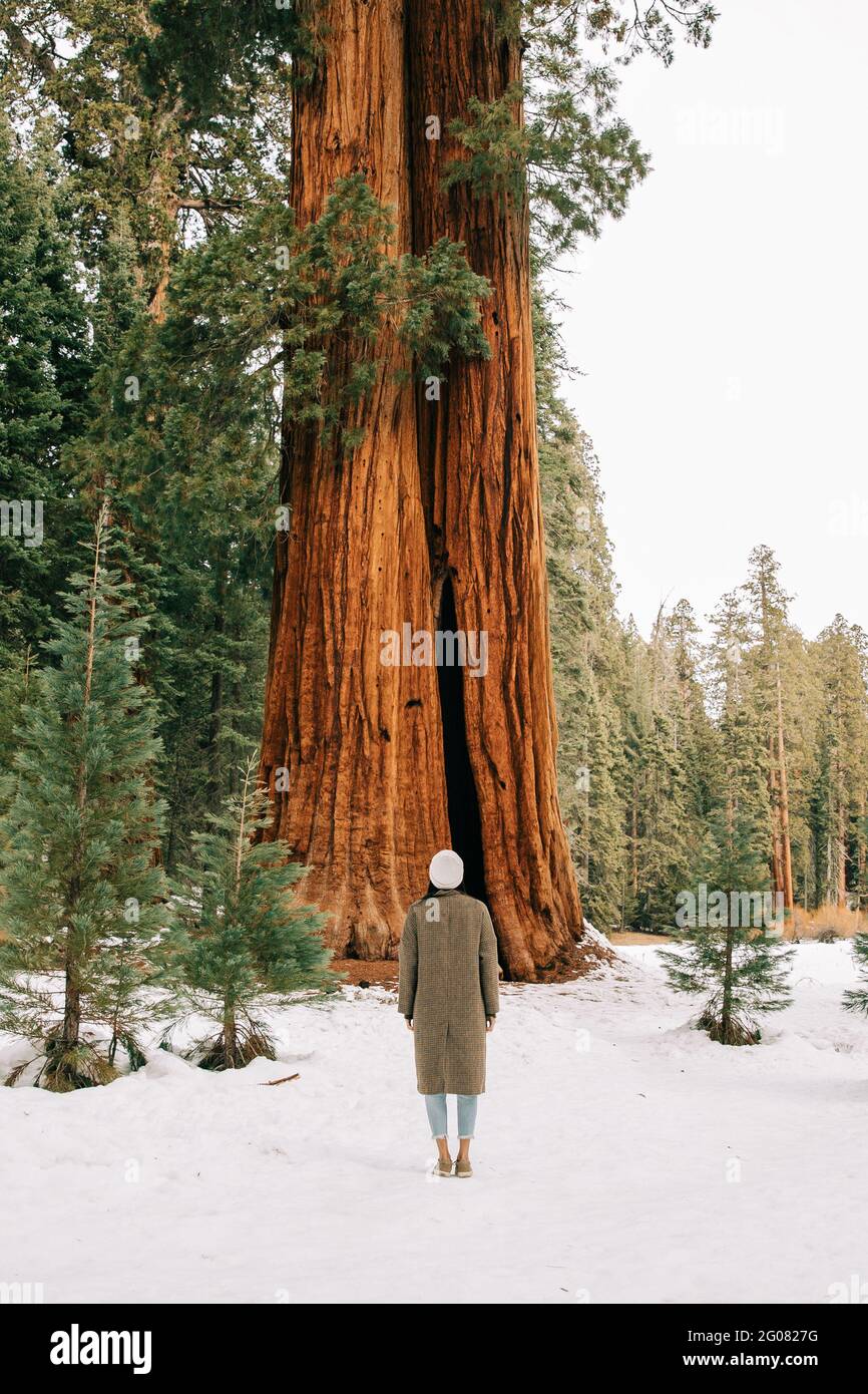 Back view of faceless female in warm clothes standing alone on snowy glade against tall and wide green sequoia for comparison of size of human body an Stock Photo