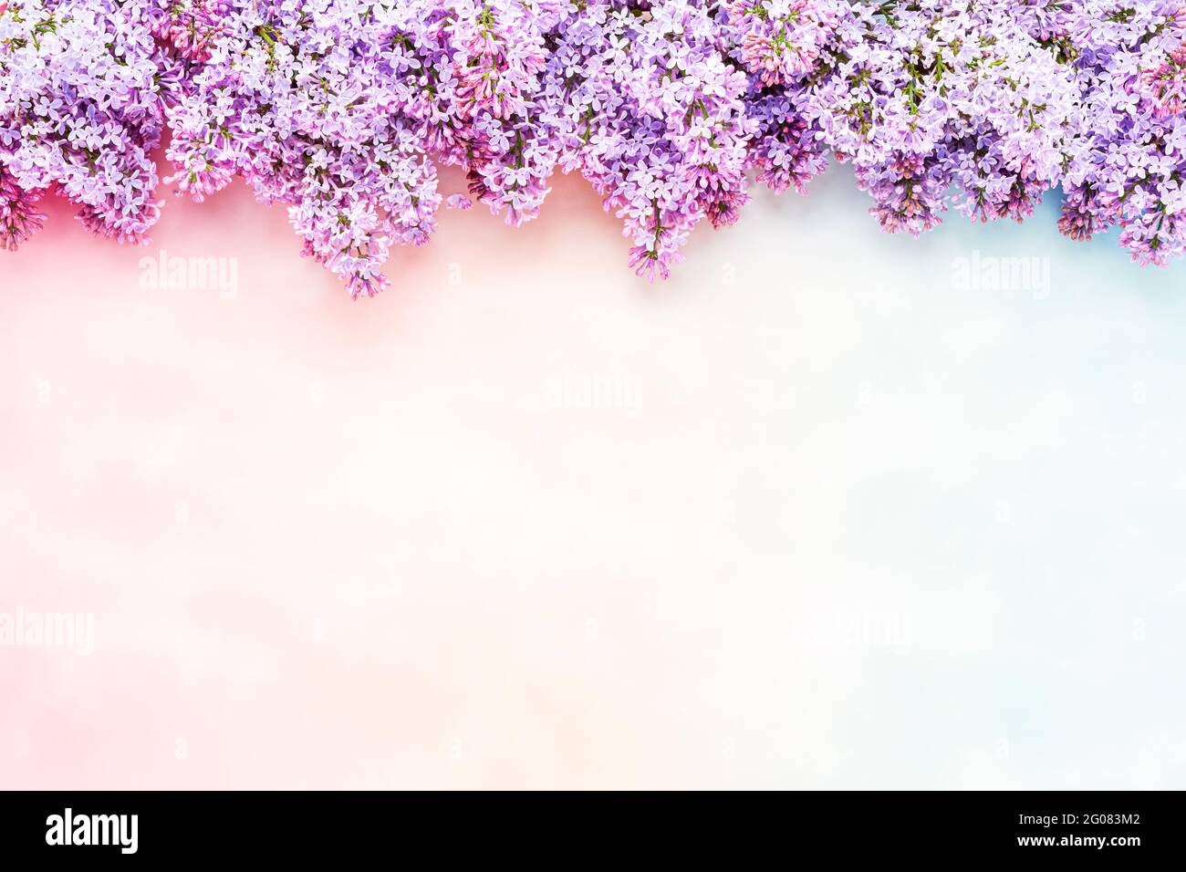 Lilac flowers bunch over a pastel pinkblue background. Beautiful