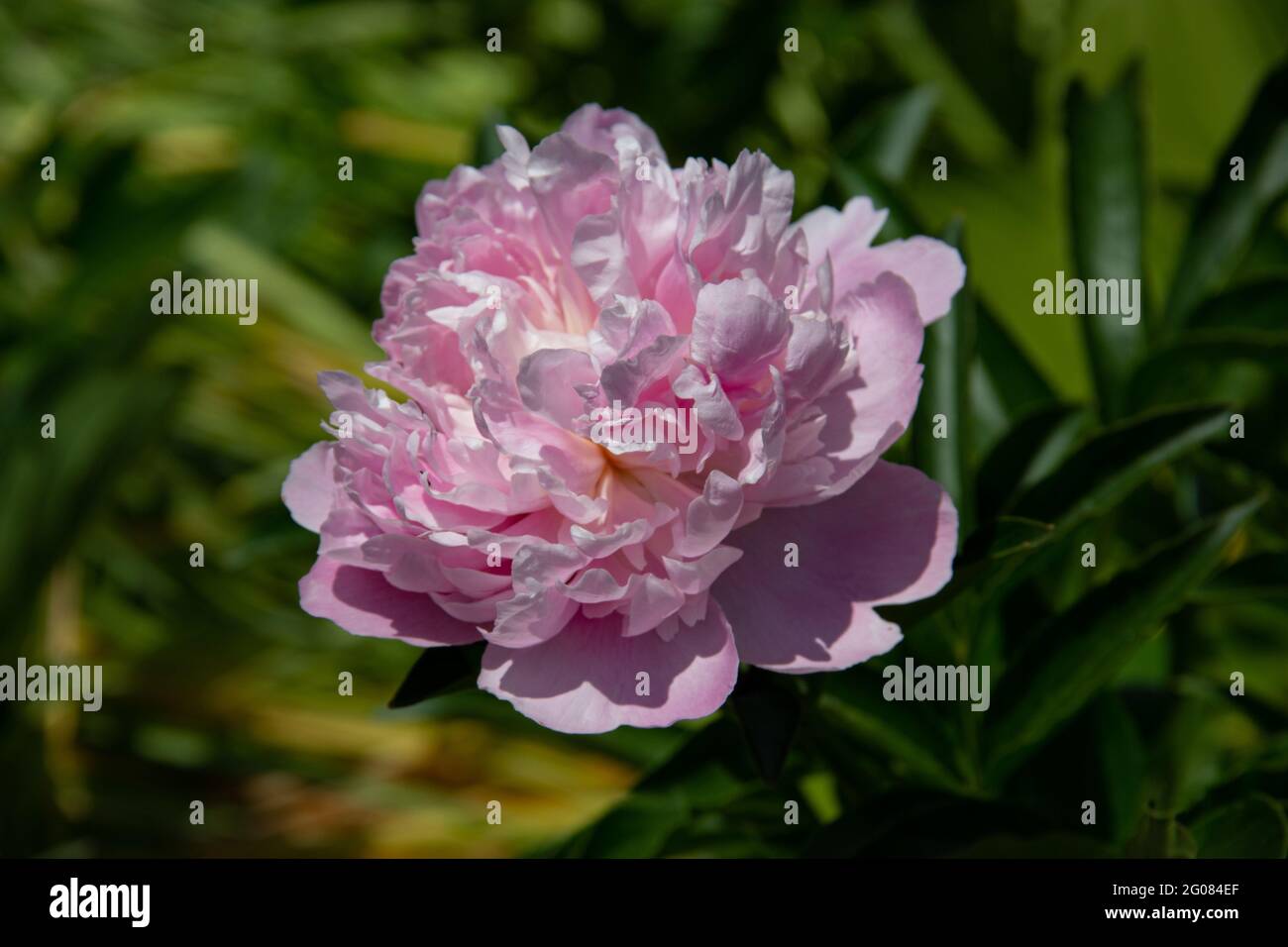 Close up of single light pink peony flower with green background Stock ...