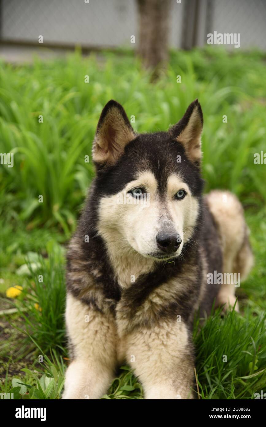 Husky background hi-res stock photography and images - Page 17 - Alamy