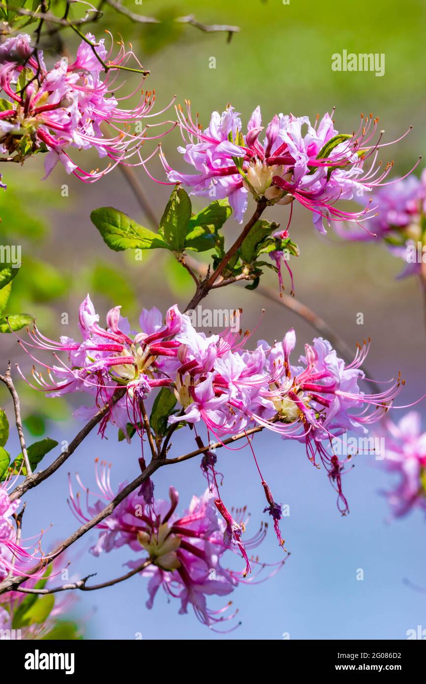 Fresh blooming pink azalea bush outdoor in spring forest Stock Photo