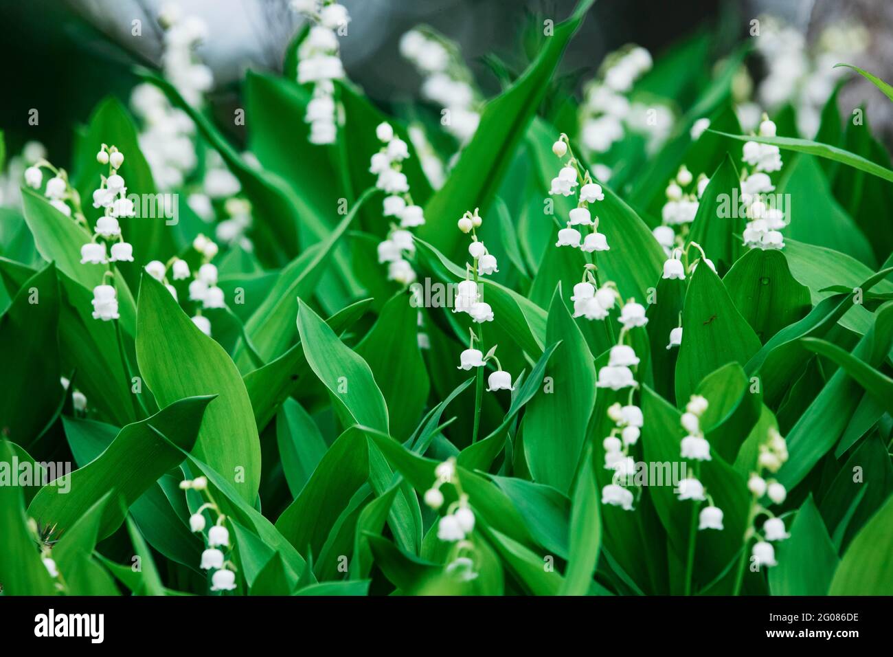 Valley of wildflowers hi-res stock photography and images - Alamy