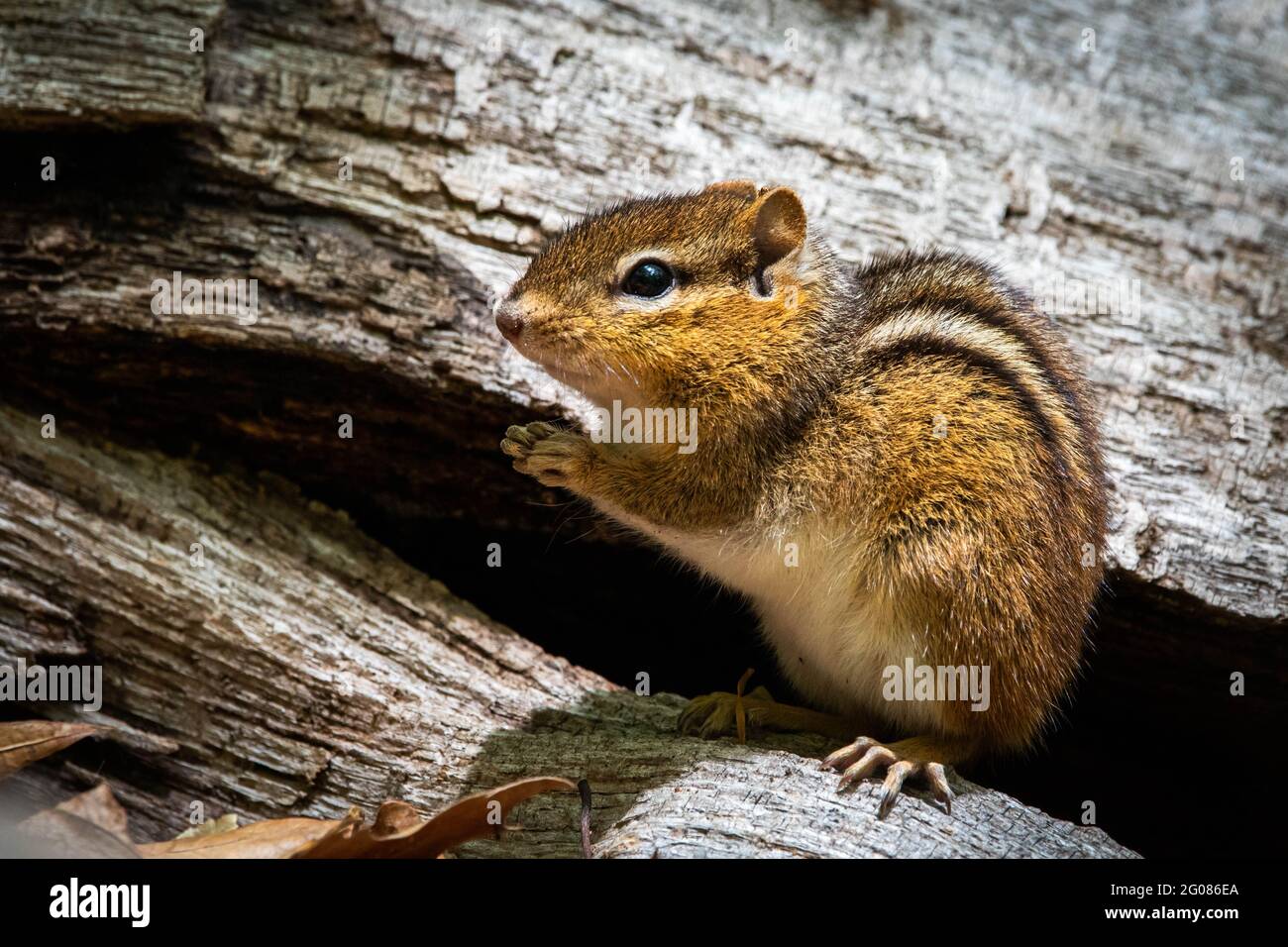 Cute and curious chipmunk eating leafs close up in the tree Stock Photo