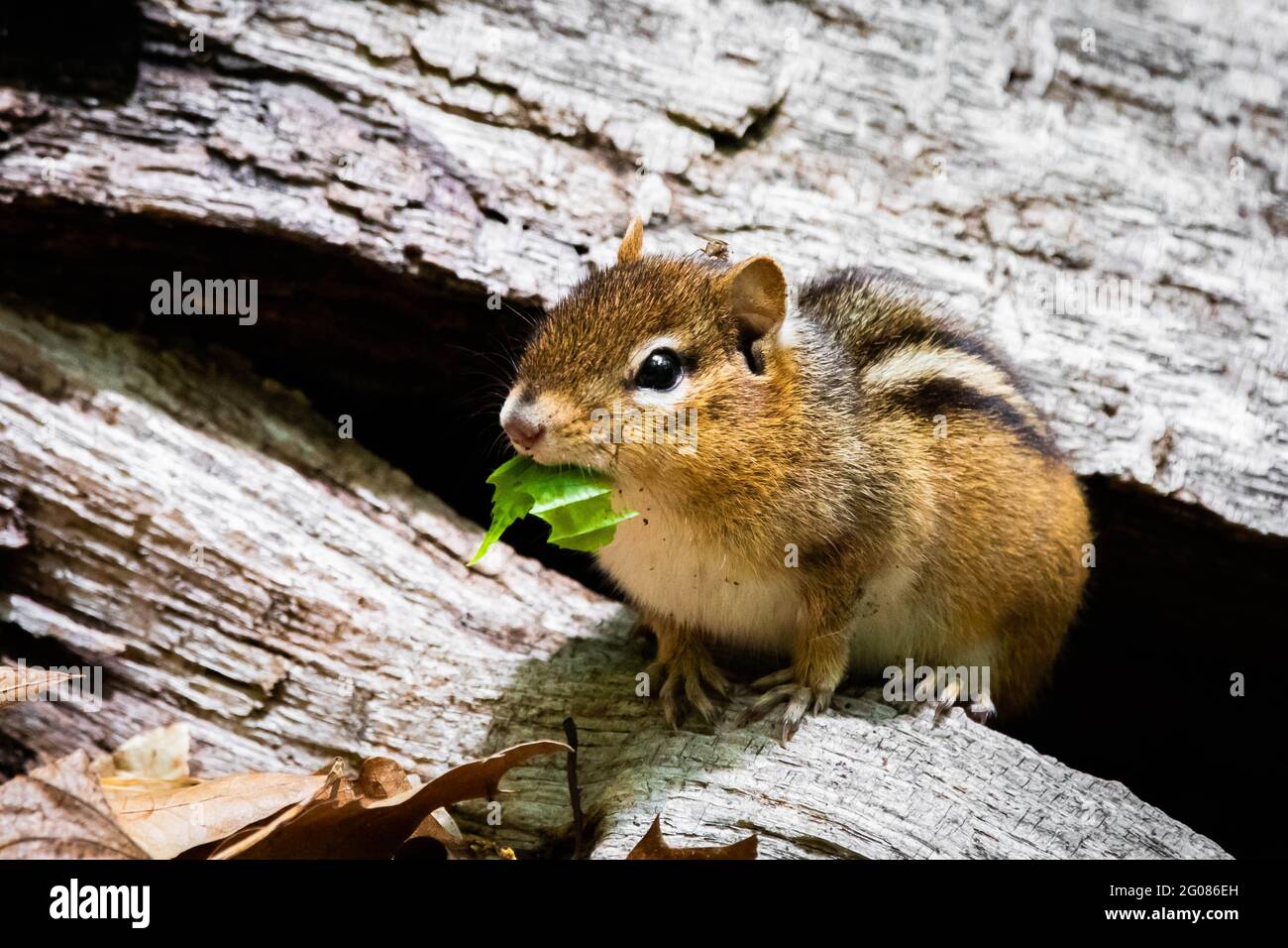 Cute and curious chipmunk eating leafs close up in the tree Stock Photo