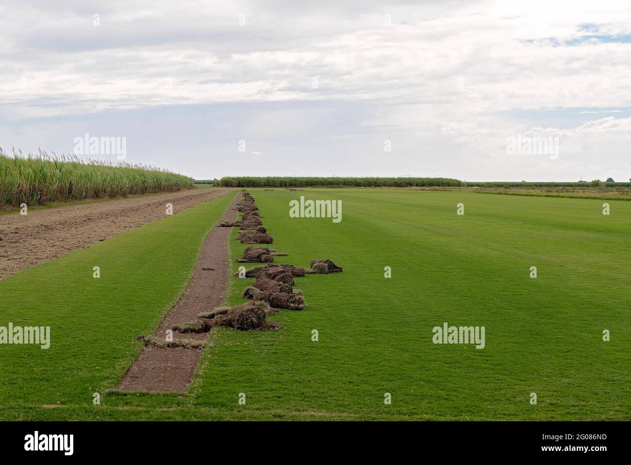 A farm growing lawn grass for sale in layers which will be placed on a pallet and delivered to the customer Stock Photo