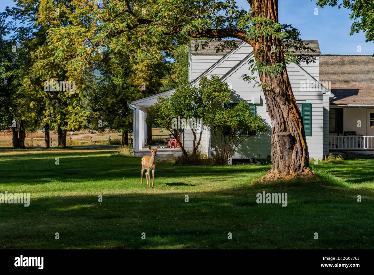 Mule Deer with Cape Cod style buildings, reminiscent of a horse farm, built by the CCC at Ninemile Ranger Station, Lolo National Forest, Montana, USA Stock Photo