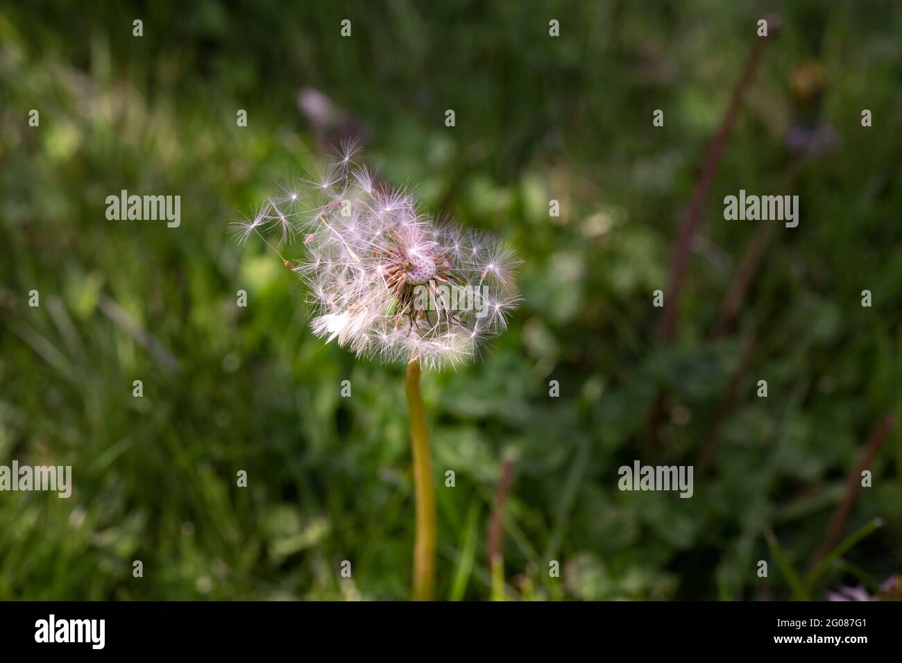 Macro photography of the seedhead of a dandelion Stock Photo