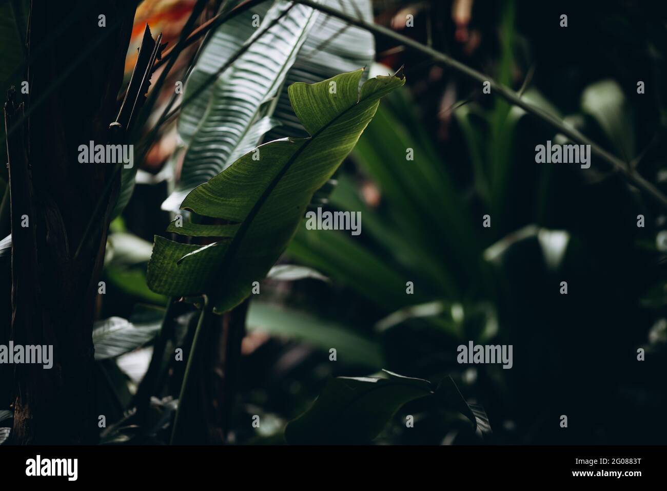 Exotic evergreen jungles with natural lights and shadow Stock Photo
