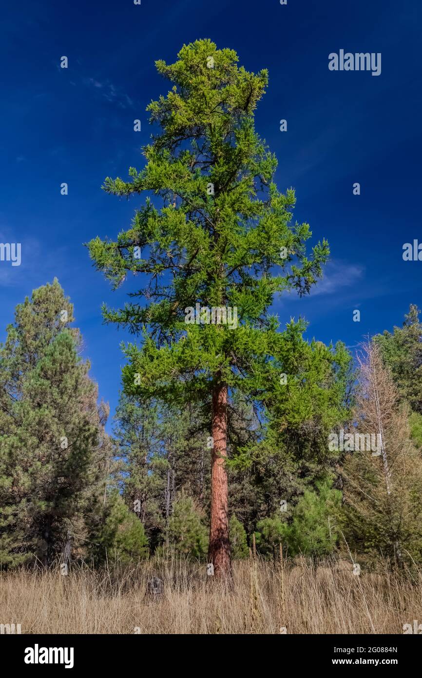 Western Larch, Larix occidentalis, at the site of the Ninemile CCC Camp, Ninemile Ranger Station, Lolo National Forest, Montana, USA Stock Photo