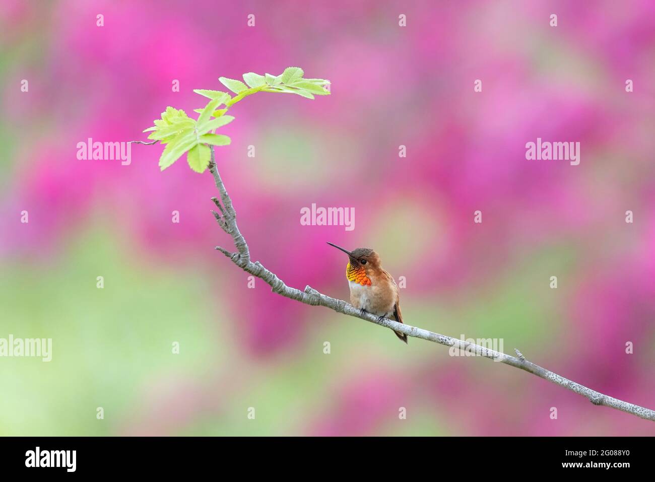Rufous Hummingbird bird at Vancouver BC Canada Stock Photo - Alamy