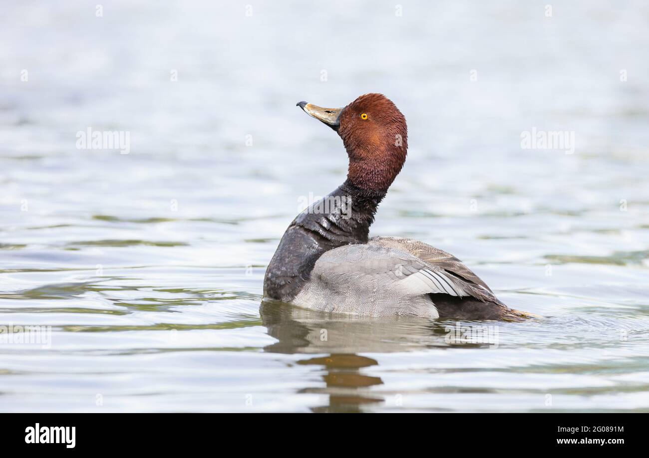 Redhead duck on the lake at Vancouver BC Canada Stock Photo Alamy