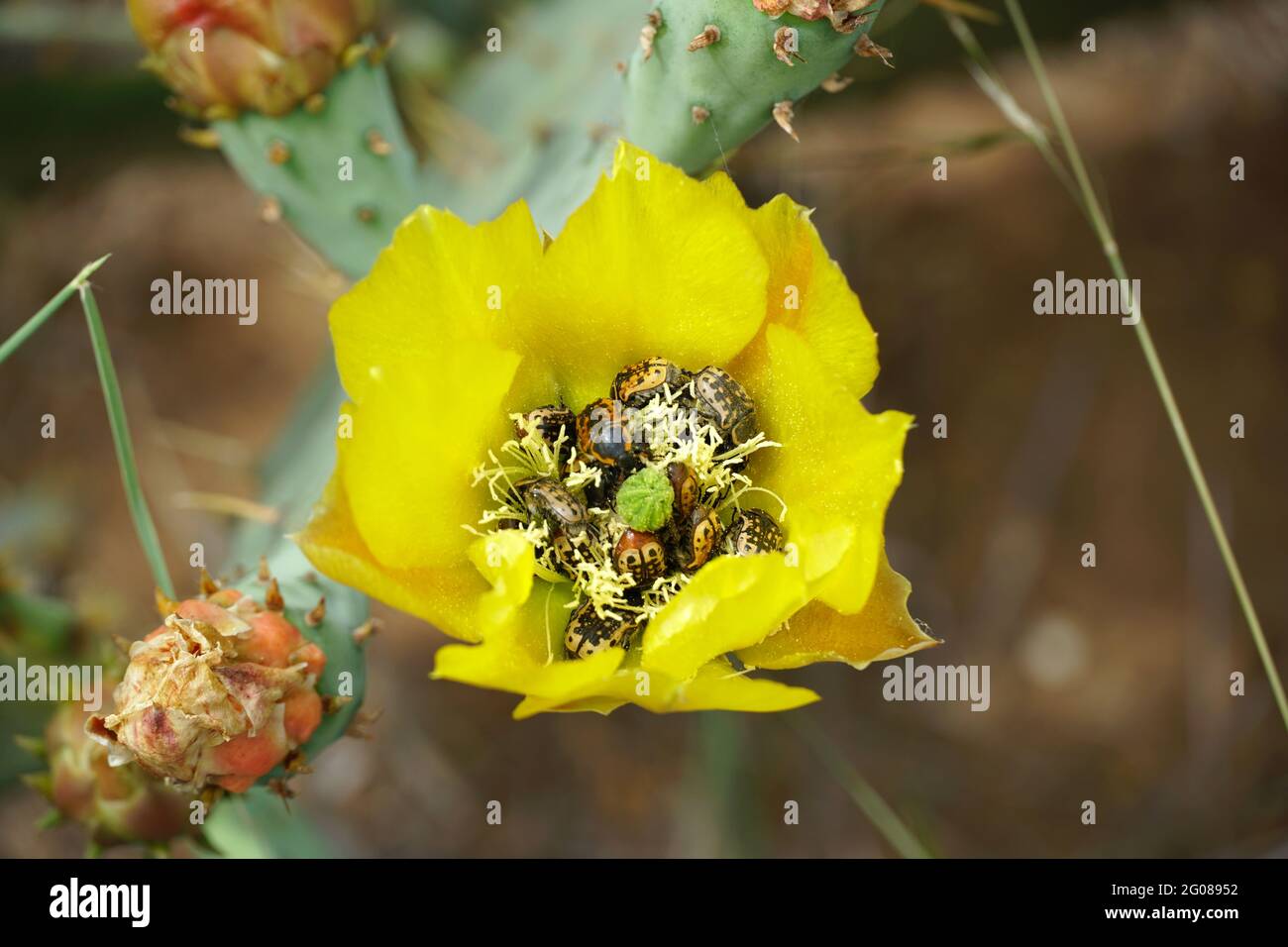 Yellow Flowers on Prickly Pear Cactus infested with samll beetles known as Common Flower Scarabs Stock Photo