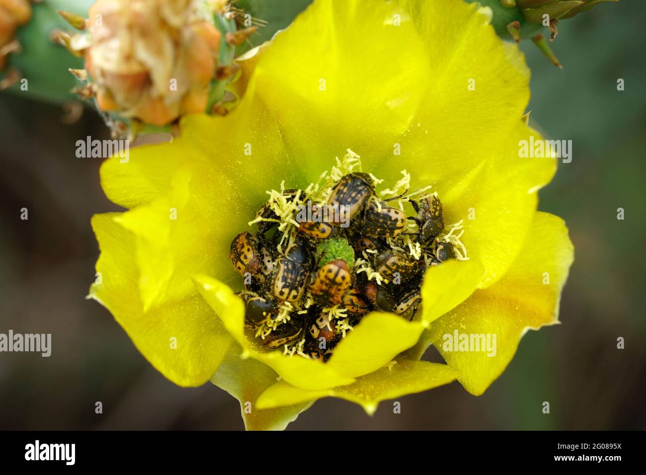 Yellow Flowers on Prickly Pear Cactus infested with samll beetles known ...