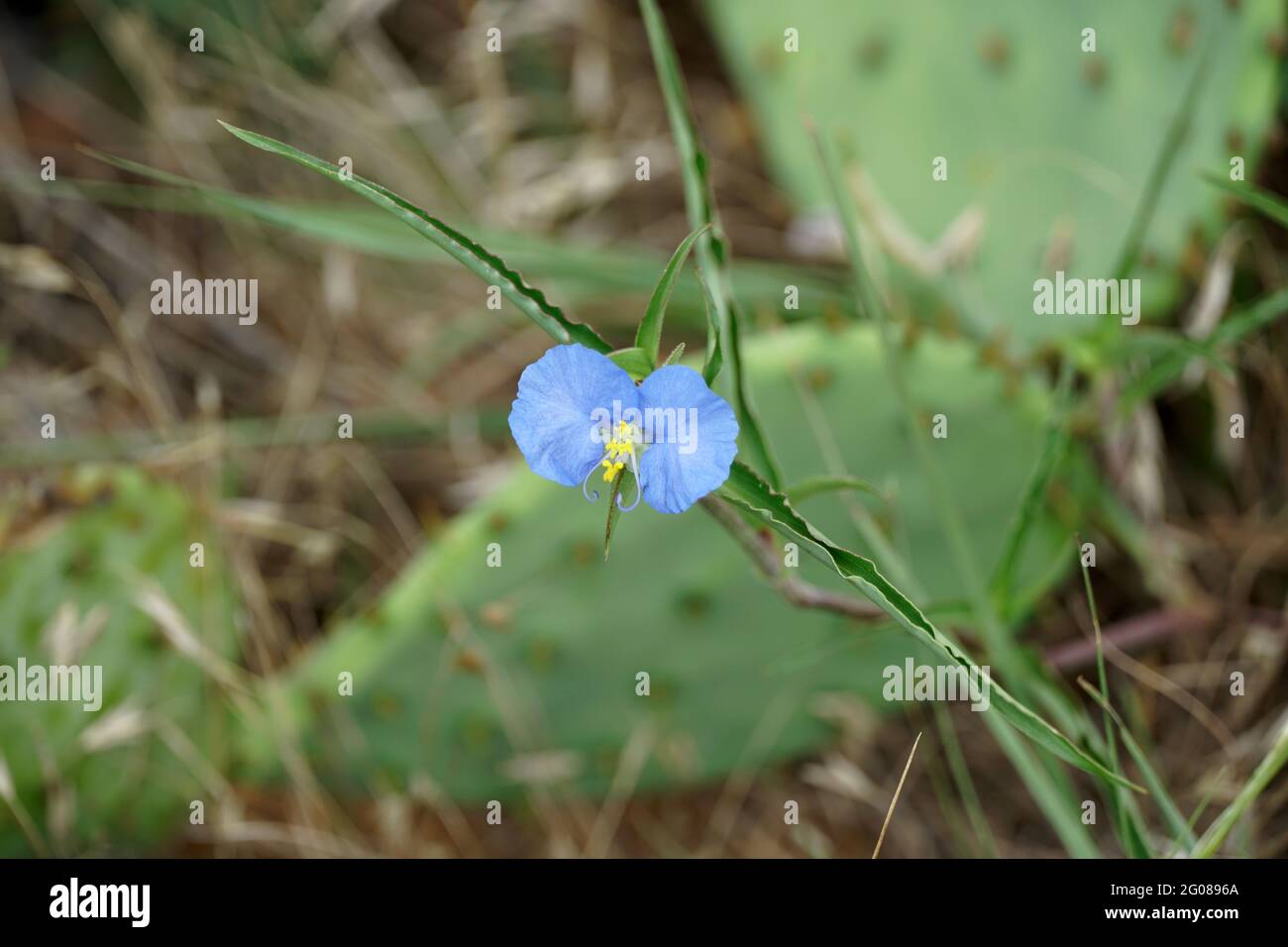 Small Blue Flower known as an Atlantic Camas Stock Photo