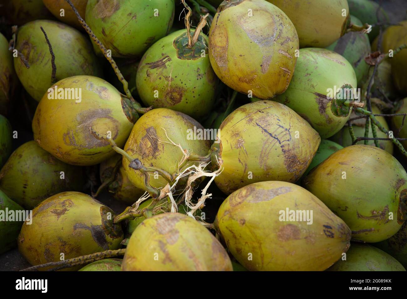 A pile of Coconuts that was just picked Stock Photo