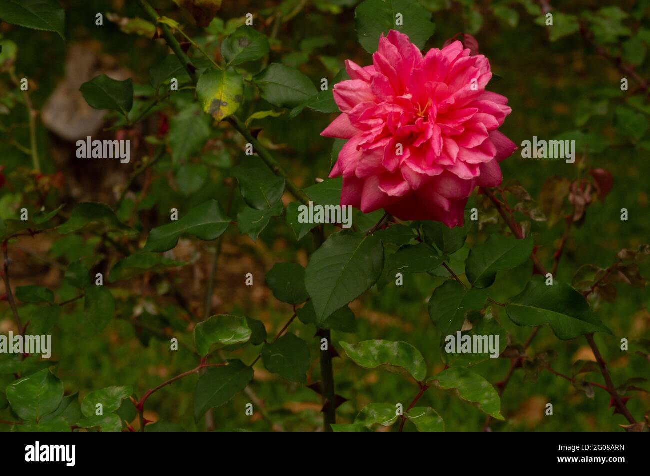 Pink rose at Mt Tamborine Botanical Gardens Stock Photo Alamy