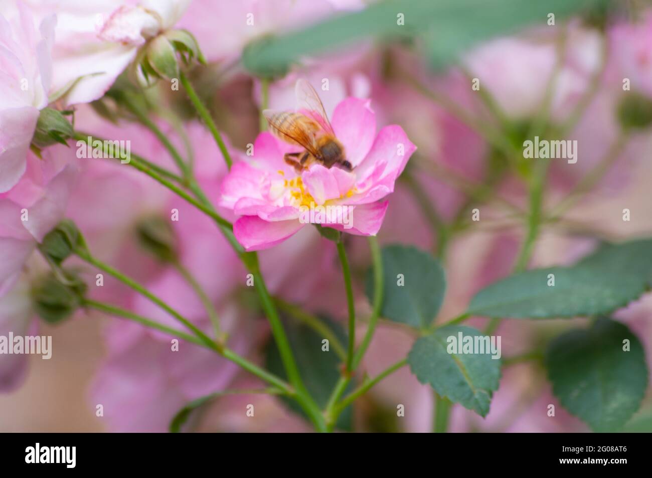 Pale pink flowers and bee at Mt Tamborine Botanical Gardens Stock Photo