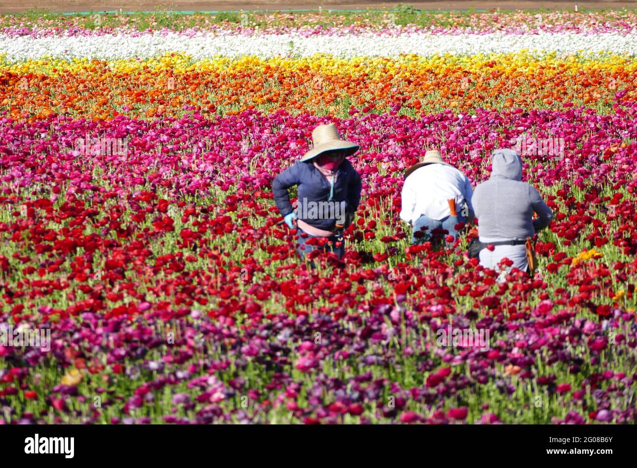 Field workers harvesting fresh flowers Stock Photo