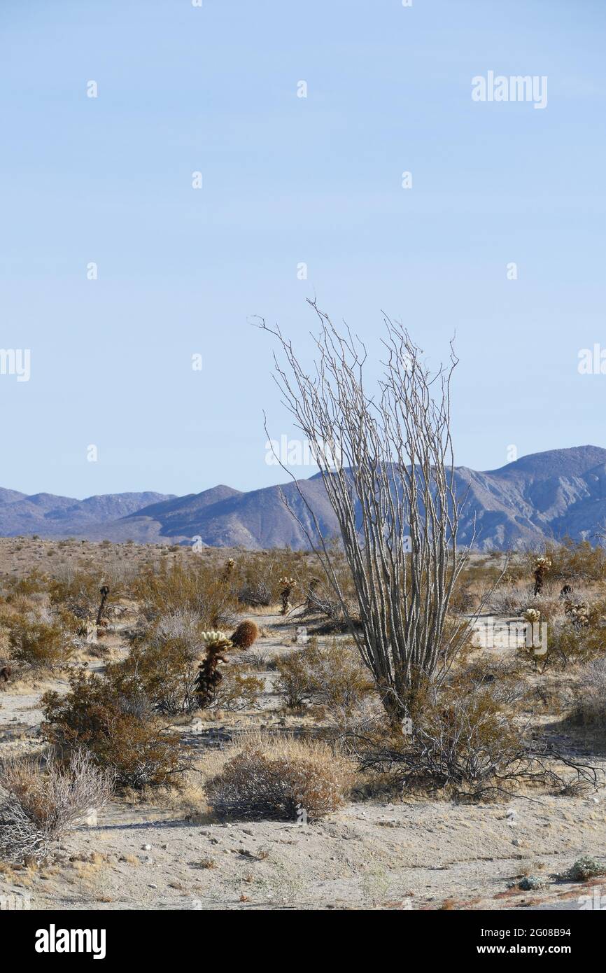 Borrego Springs blooming desert Stock Photo Alamy