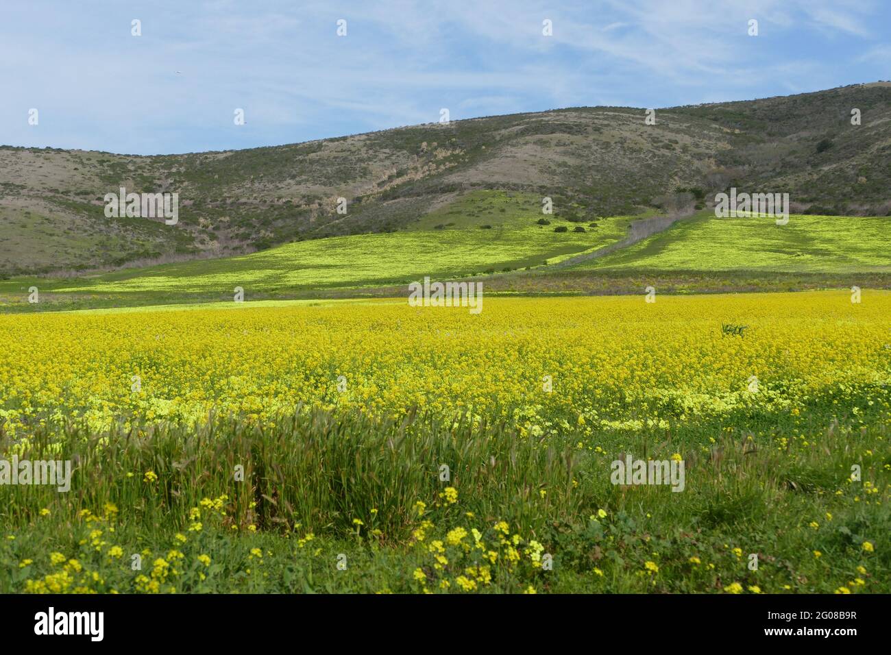 Mustard fields hires stock photography and images Alamy
