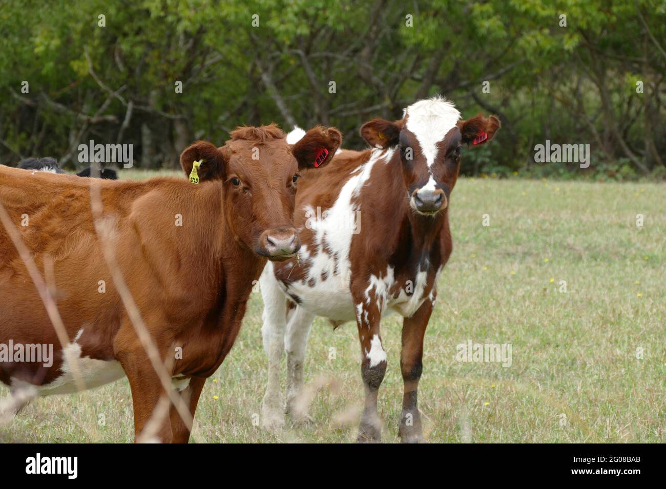 Two curious cows in a grassy field Stock Photo