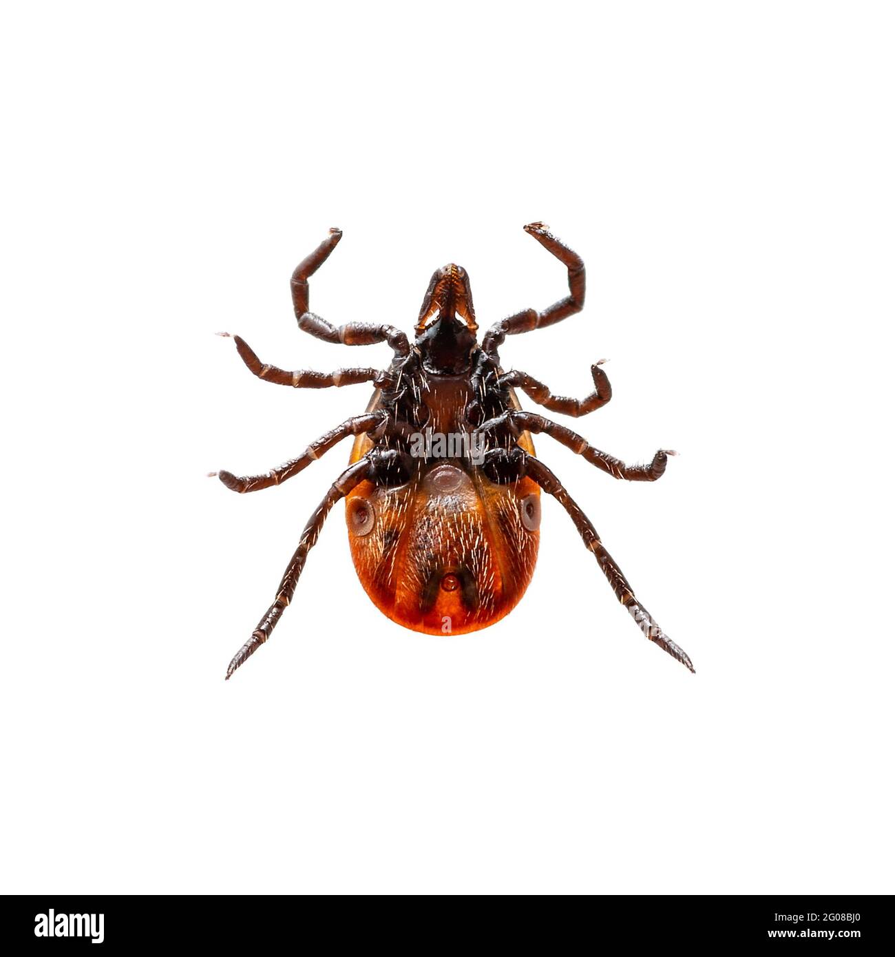 Infectious Encephalitis Ixodes Scapularis or Persulcatus Deer Tick Insect Isolated on White. Encephalitis Virus or Lyme Borreliosis Disease Infected I Stock Photo