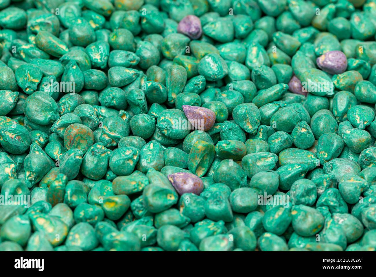Closeup of treated corn seed. Corn seed treatment for insect, pest control and disease management concept Stock Photo