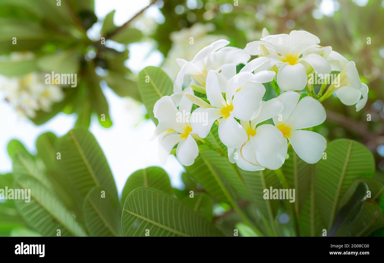 Frangipani flower or Plumeria alba with green leaves in summer. Gentle white petals of plumeria flowers with yellow at center. Health and spa. Stock Photo