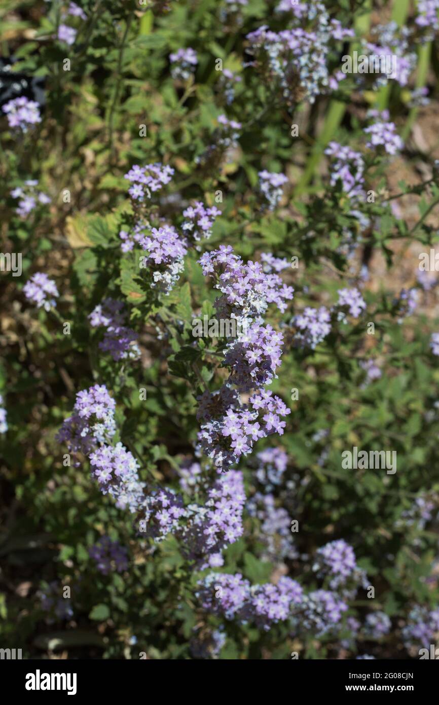 Glandularia gooddingii - goodding verbena. Stock Photo