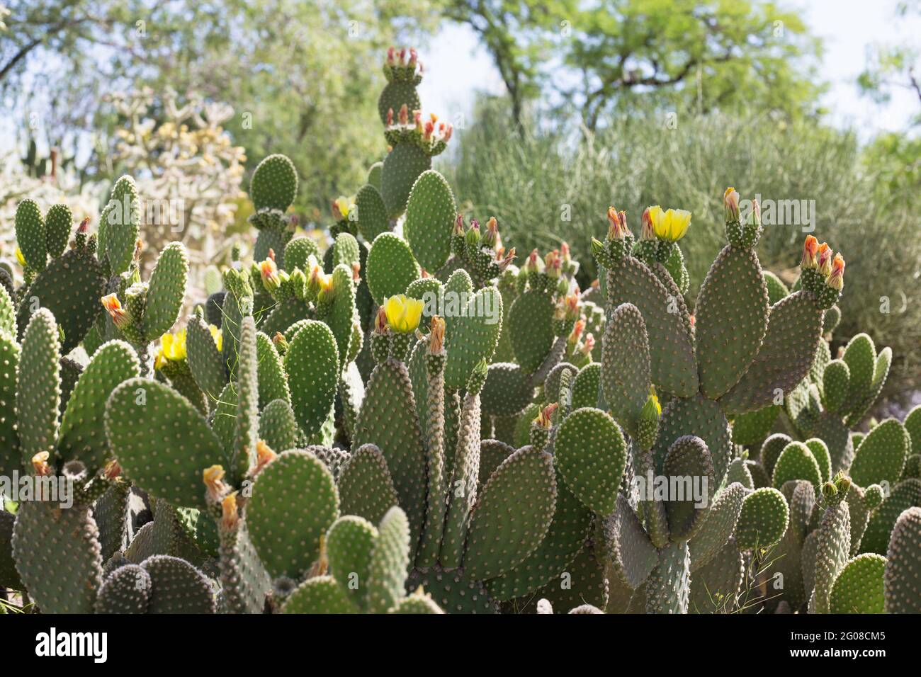 Opuntia microdasys var. albispina - rabbit ears cactus. Stock Photo