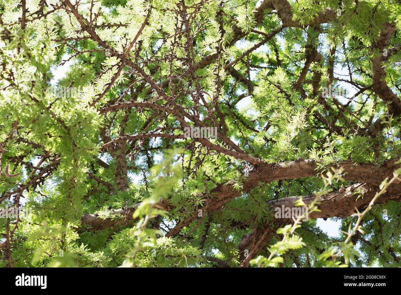Vachellia schaffneri - twisted acacia tree. Stock Photo