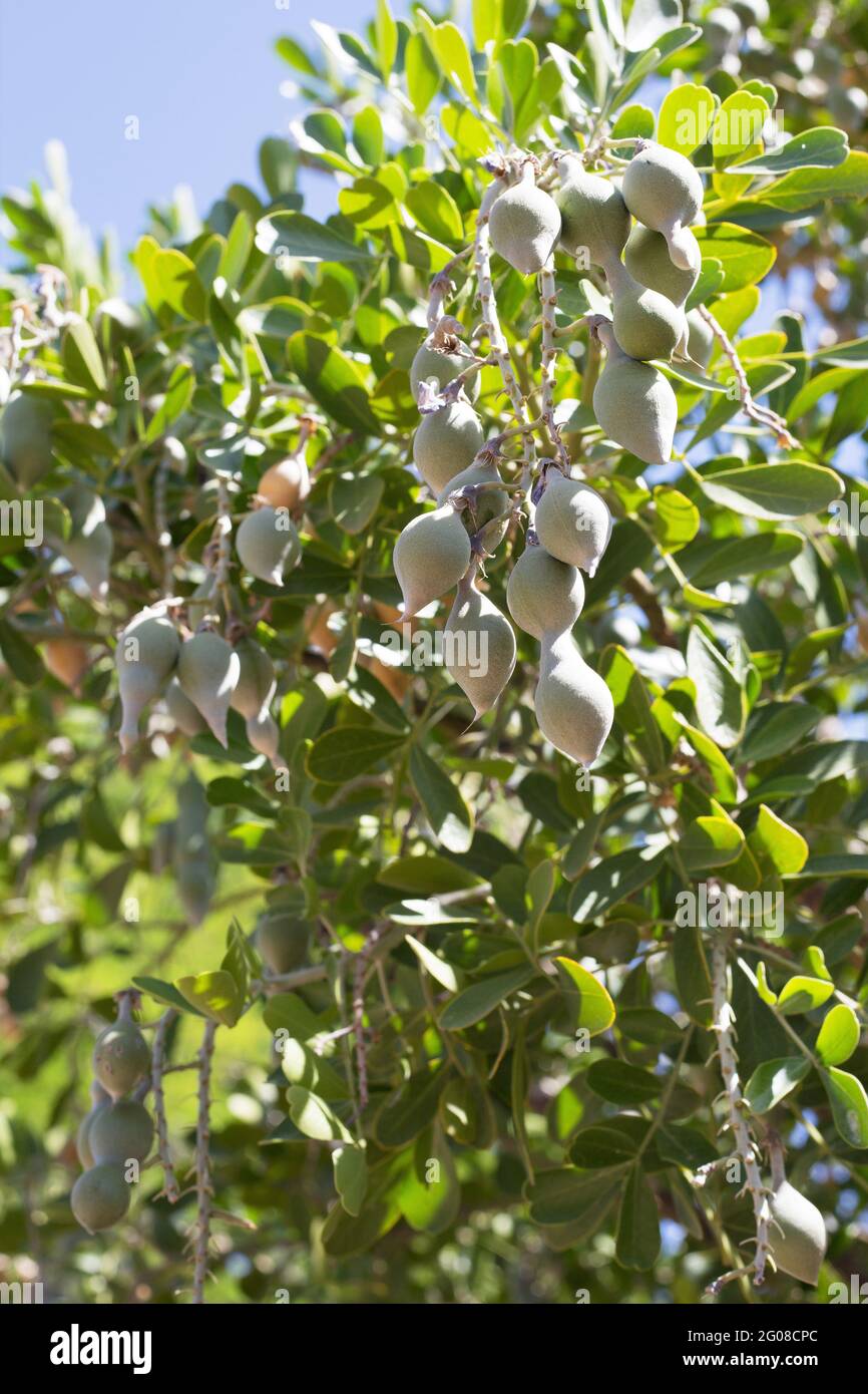 Sophora secundiflora - mescal bean, close up. Stock Photo