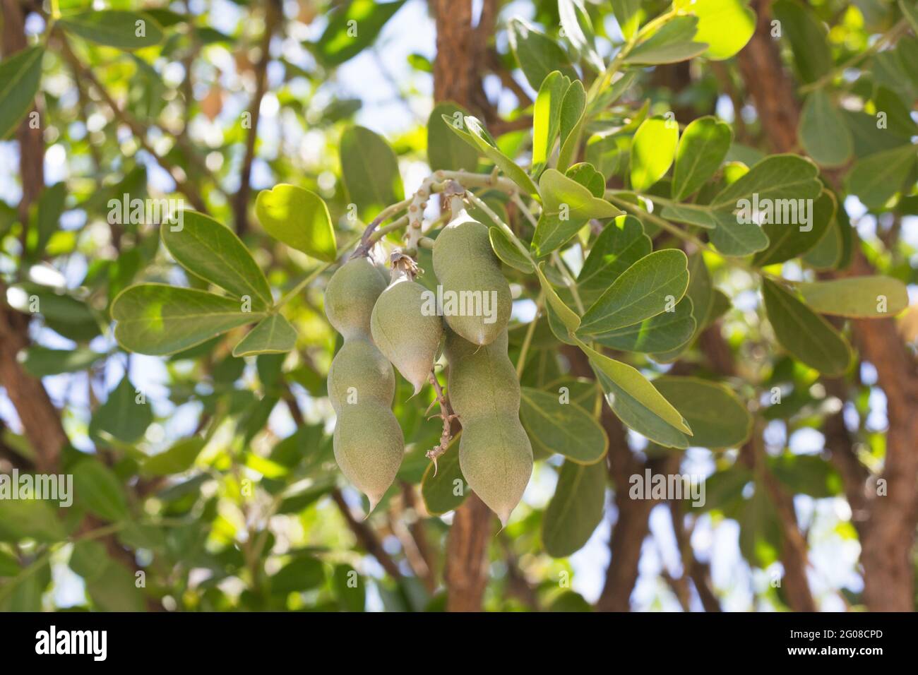 Sophora secundiflora - mescal bean, close up Stock Photo - Alamy