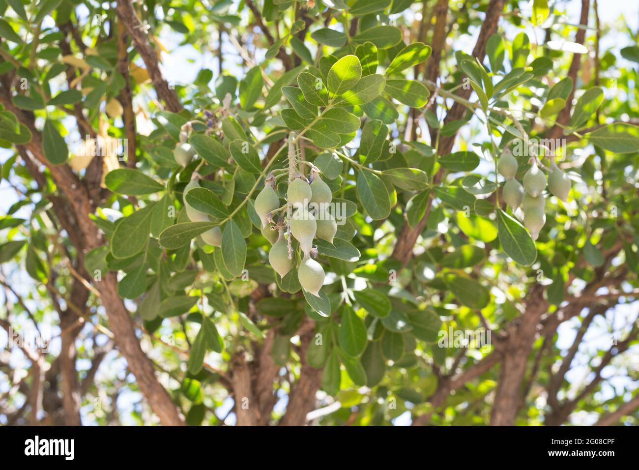 Sophora secundiflora - mescal bean, close up. Stock Photo