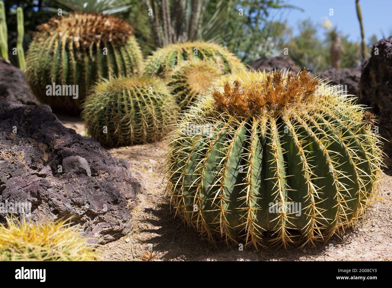 Echinocactus grusonii - golden barrel cactus. Stock Photo