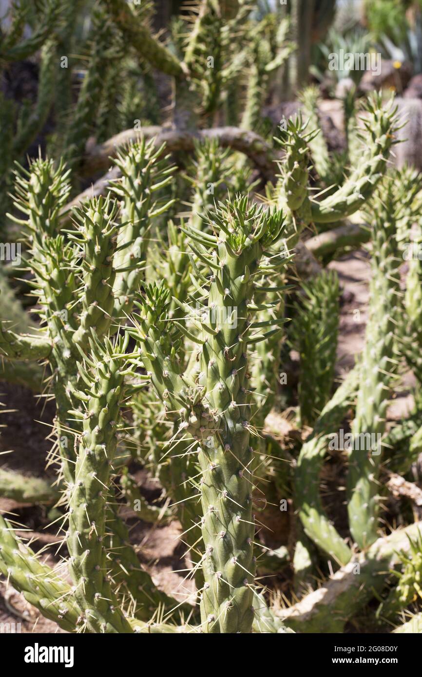 Austrocylindropuntia subulata - Eve's needle cactus. Stock Photo