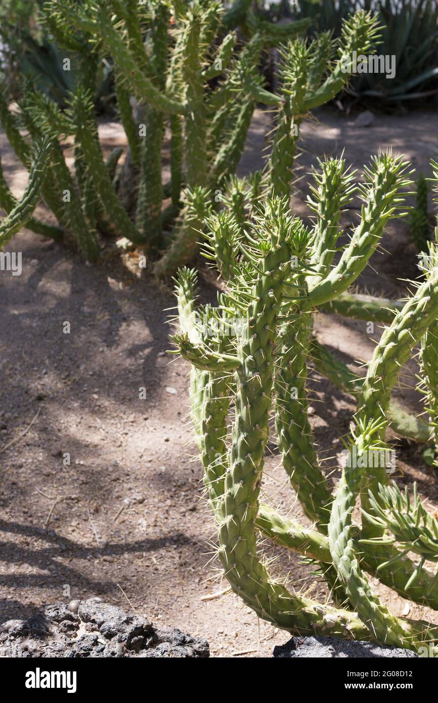Austrocylindropuntia subulata - Eve's needle cactus. Stock Photo