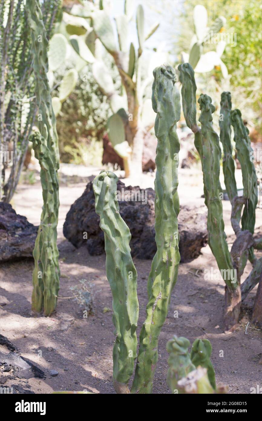 Lophocereus schottii Monstrose totem pole cactus Stock Photo Alamy