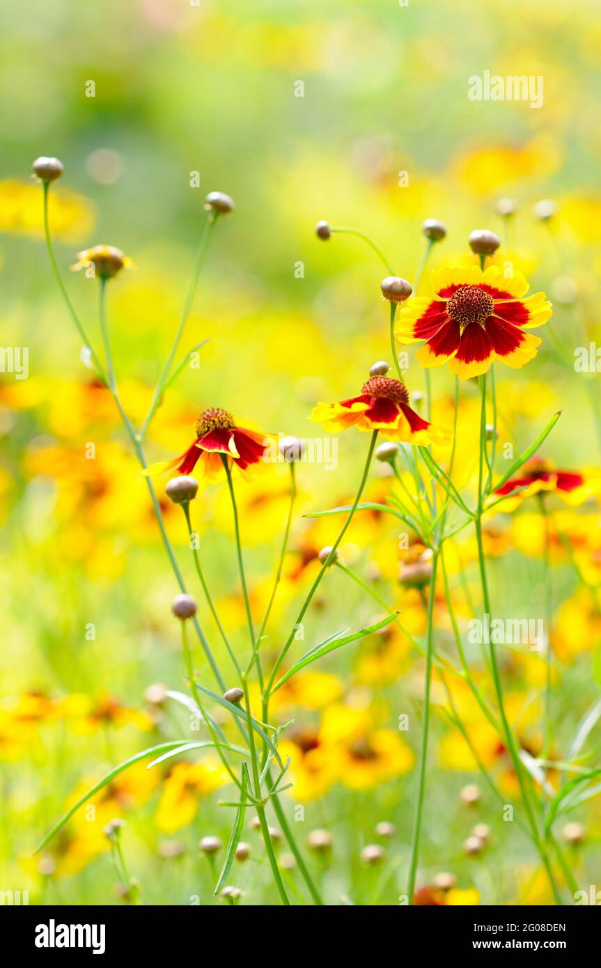 Vibrant environment hi-res stock photography and images - Alamy