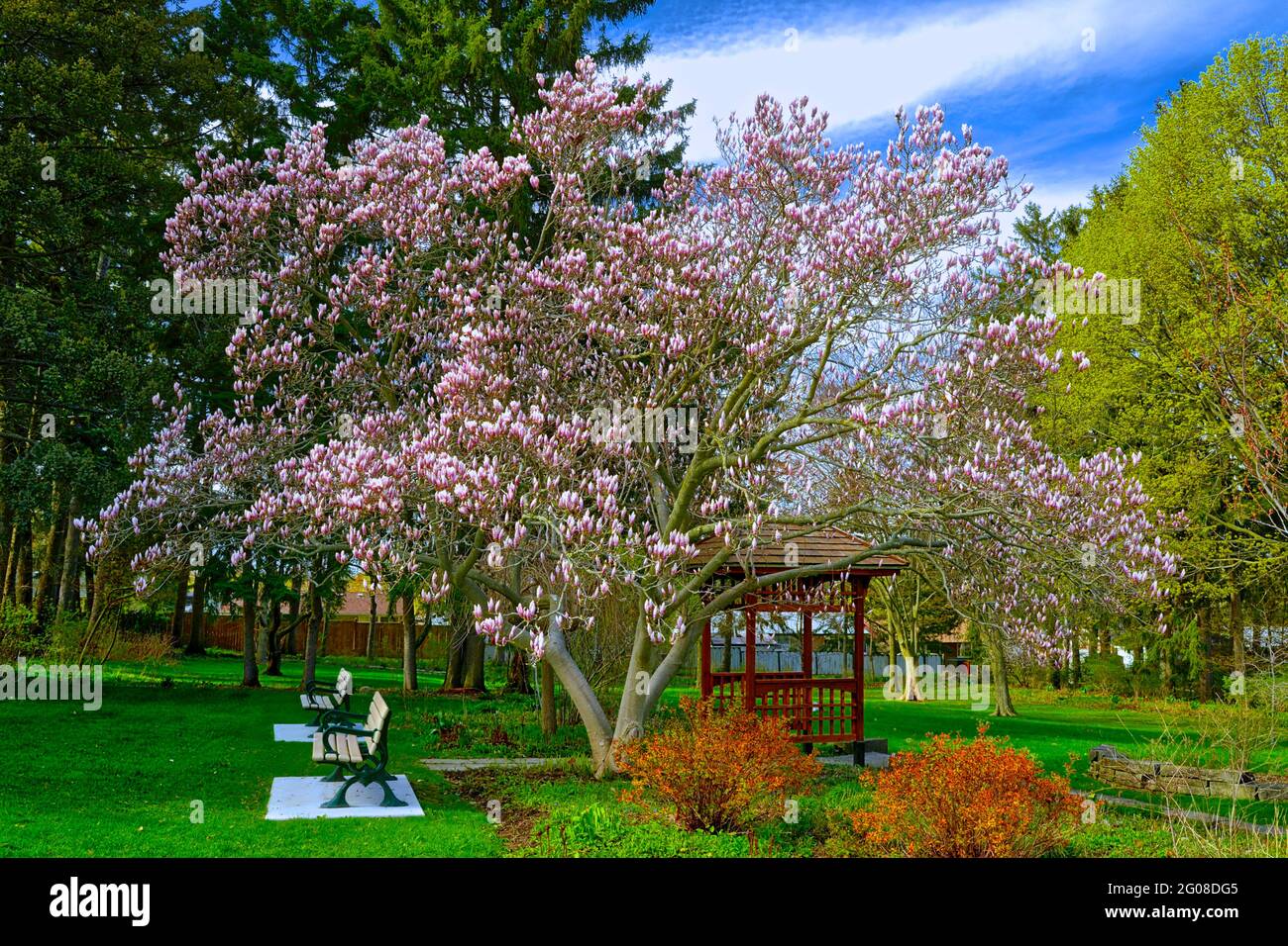 Magnolia tree in front garden hi-res stock photography and images - Alamy