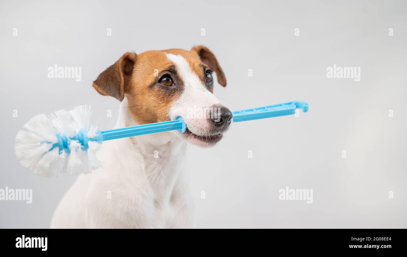 Jack russell terrier dog holds a blue toilet brush in his mouth. Plumbing cleaner Stock Photo