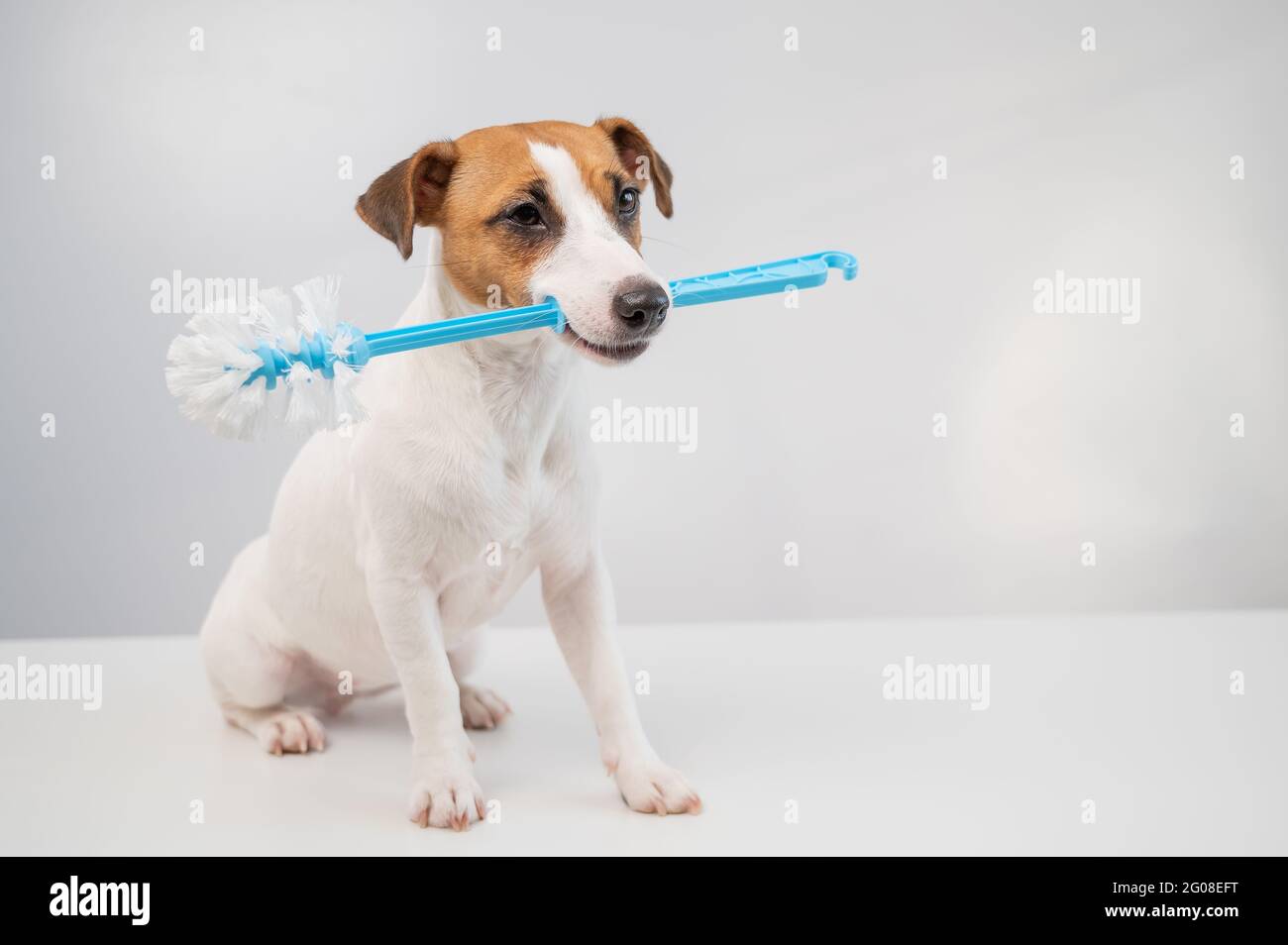 Jack russell terrier dog holds a blue toilet brush in his mouth. Plumbing cleaner Stock Photo