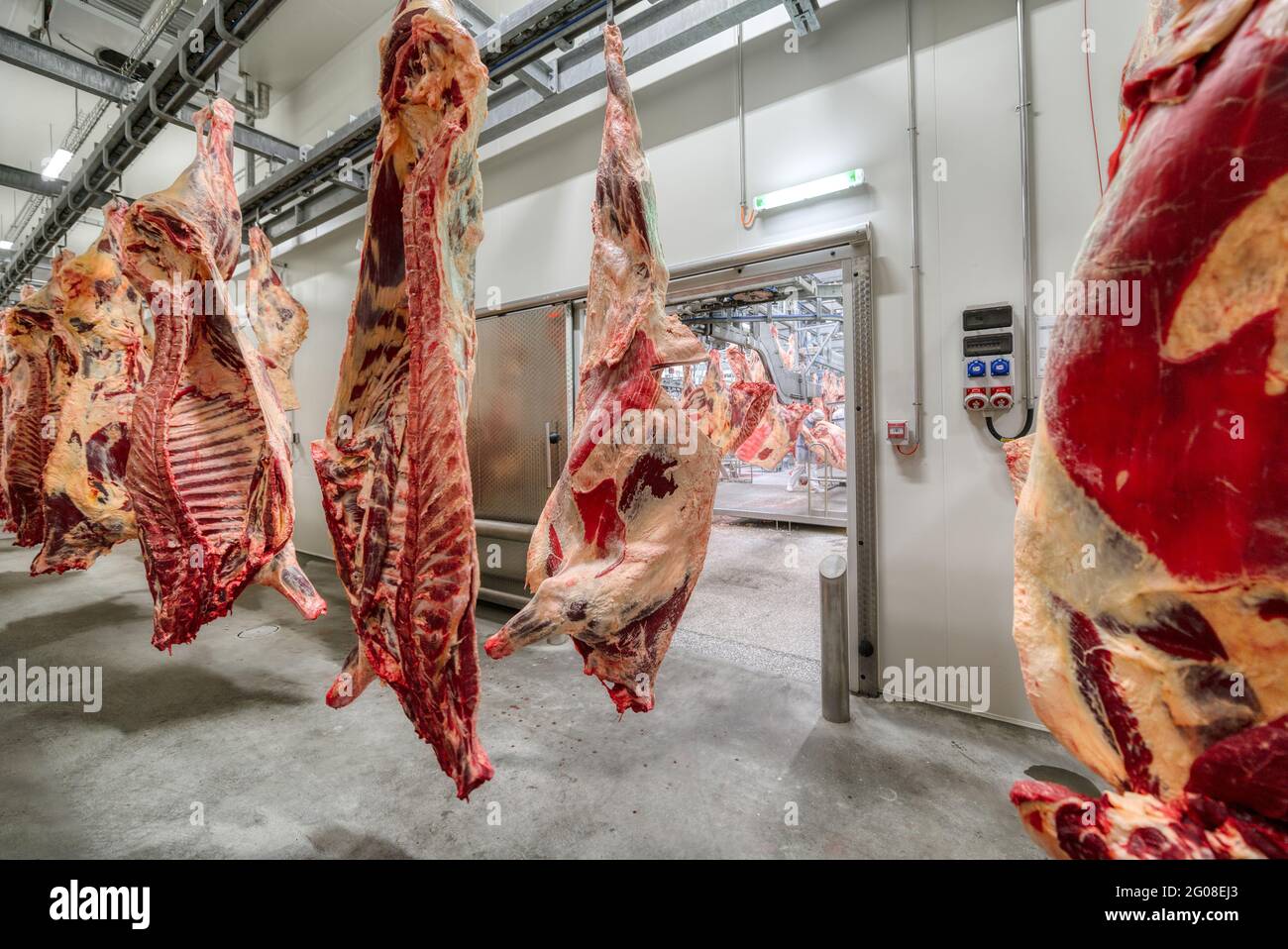 Chopped beef carcasses. Overhead conveyor for cow carcasses, meat production Stock Photo