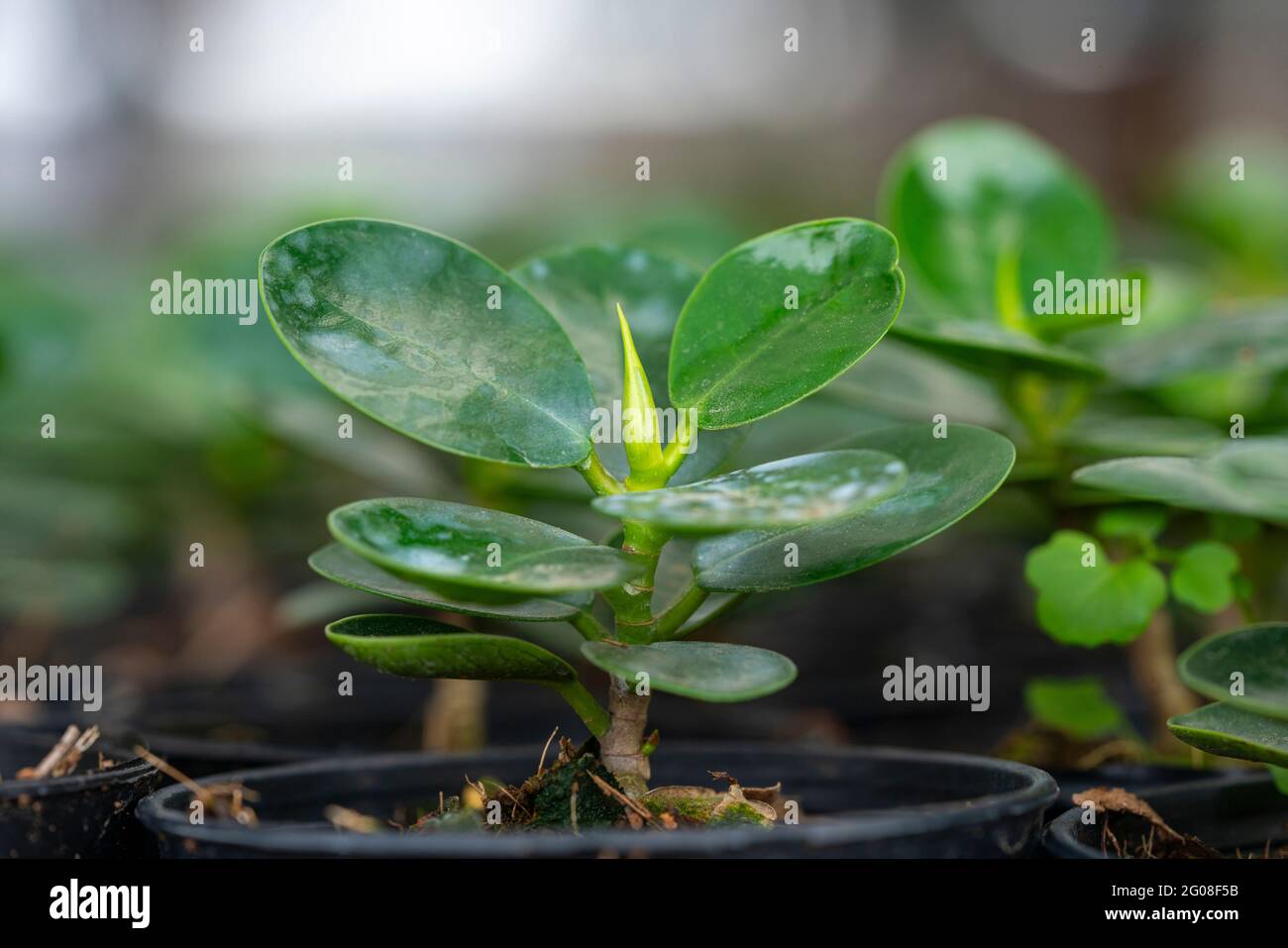 Small plants in black plastic pots on nature background Stock Photo - Alamy