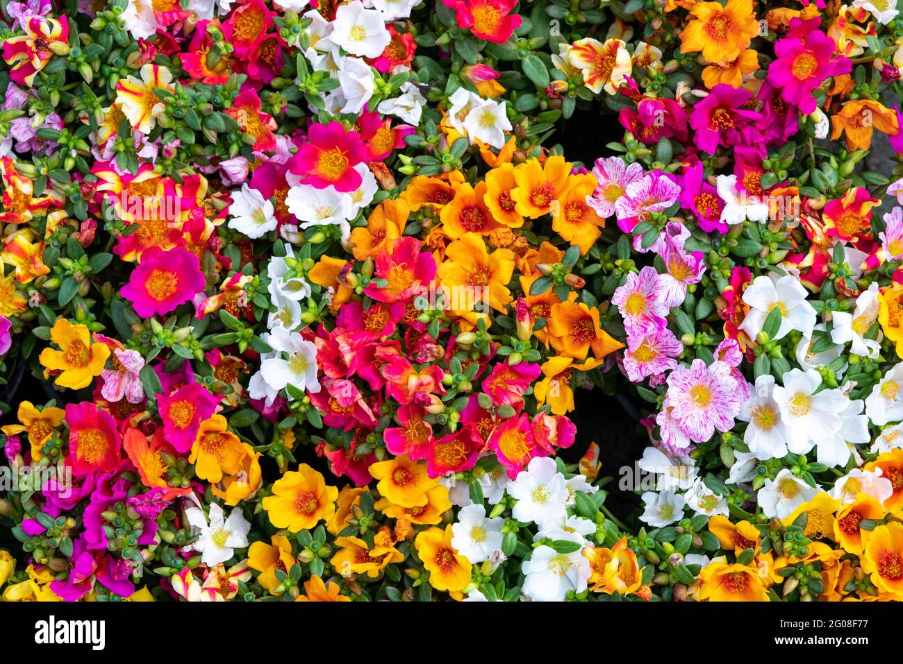 The background image of the colorful flowers Stock Photo - Alamy