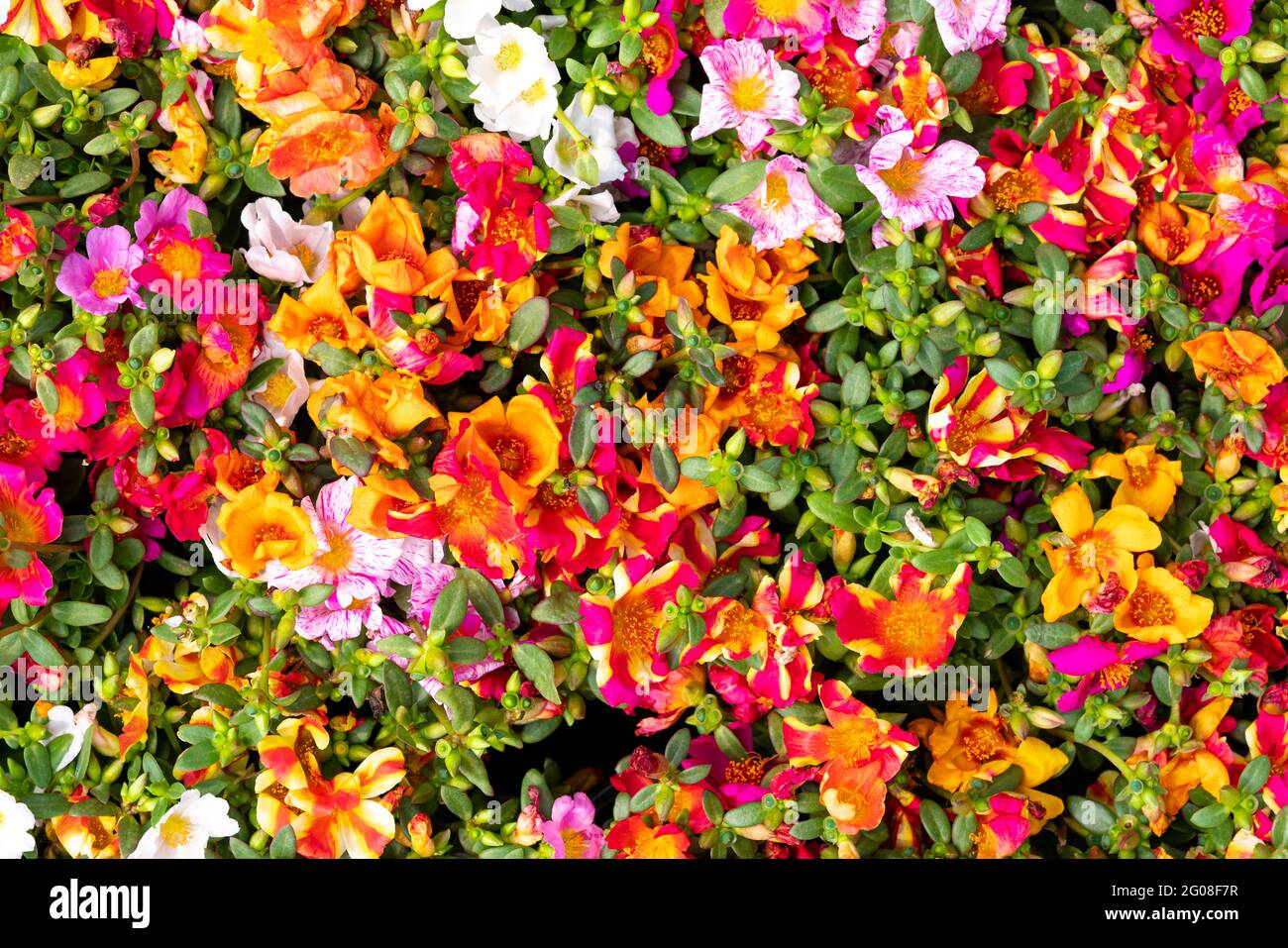 The background image of the colorful flowers Stock Photo - Alamy