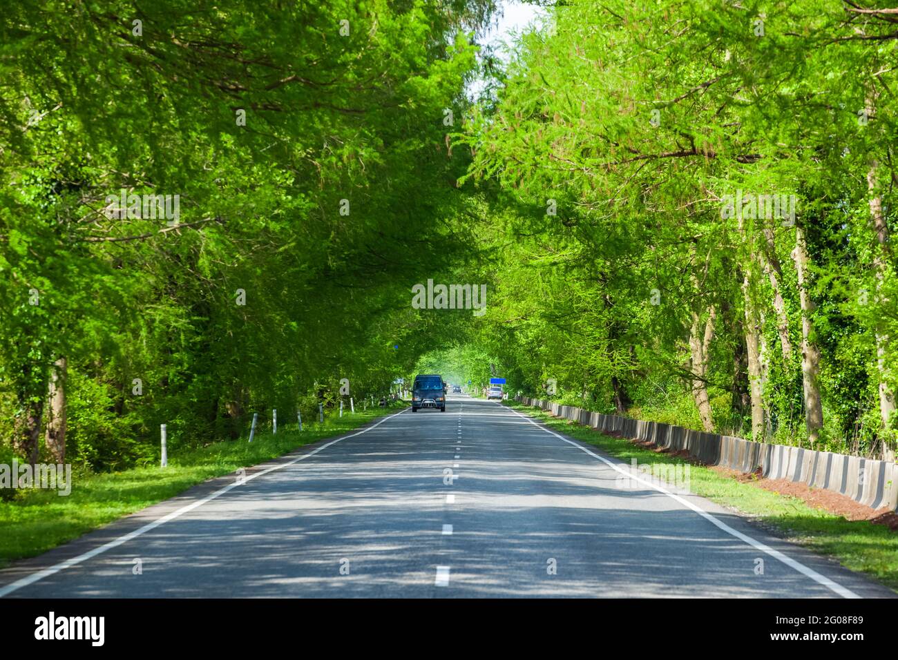 Asphalt road through green swamp trees, highway in Stock Photo