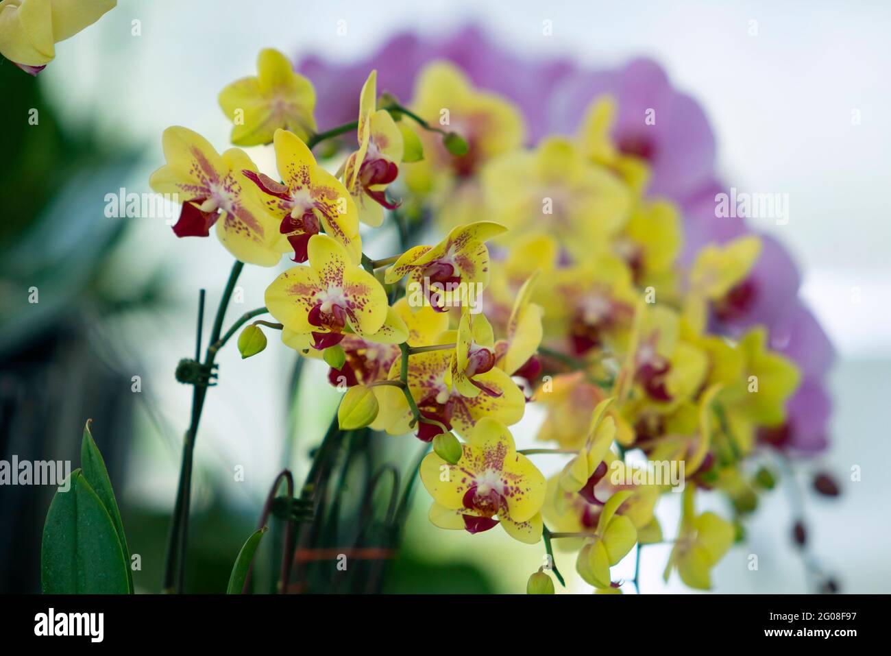 Floral concept. Orchid growing tips. How take care of orchid plants indoors. Most commonly grown house plants. Orchids blossom close up. Orchid flower Stock Photo