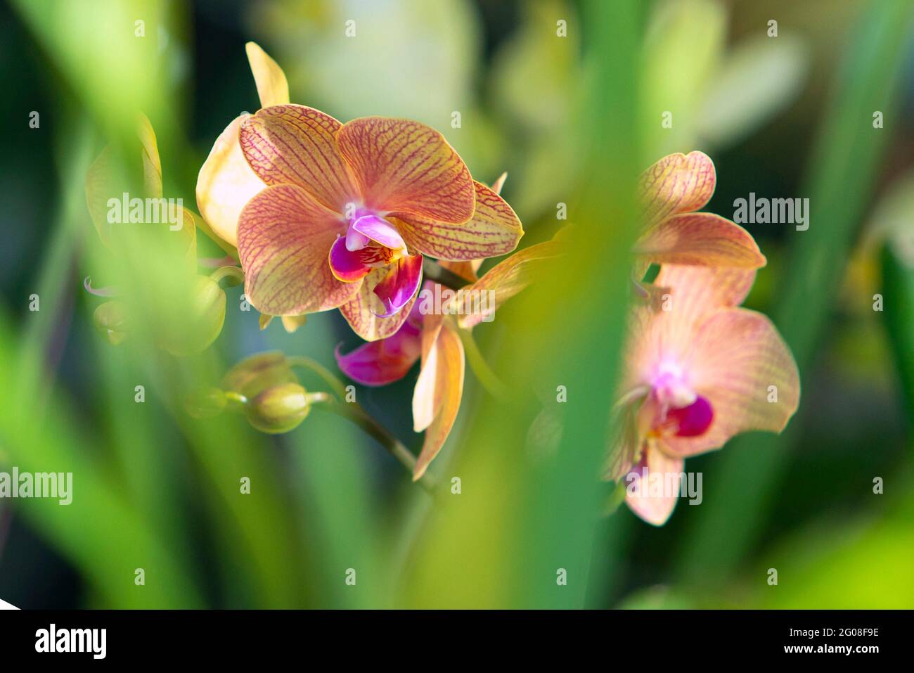 Floral concept. Orchid growing tips. How take care of orchid plants indoors. Most commonly grown house plants. Orchids blossom close up. Orchid flower Stock Photo