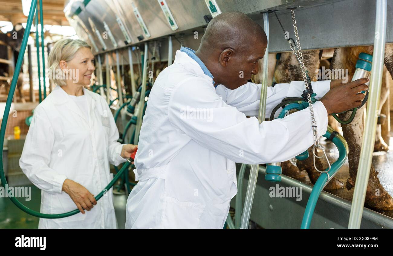 Two workers near milking line Stock Photo Alamy